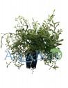 Ludwigia arcuata  - 1