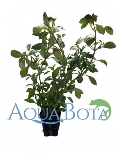 Ludwigia glandulosa  - 1