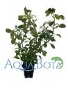 Ludwigia glandulosa  - 1