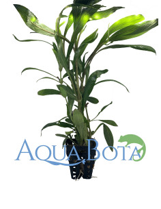 Hygrophila salicifolia  - 1