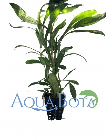 Hygrophila salicifolia  - 1
