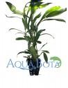 Hygrophila salicifolia  - 1