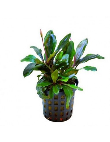 Bucephalandra Theia vert  - 1