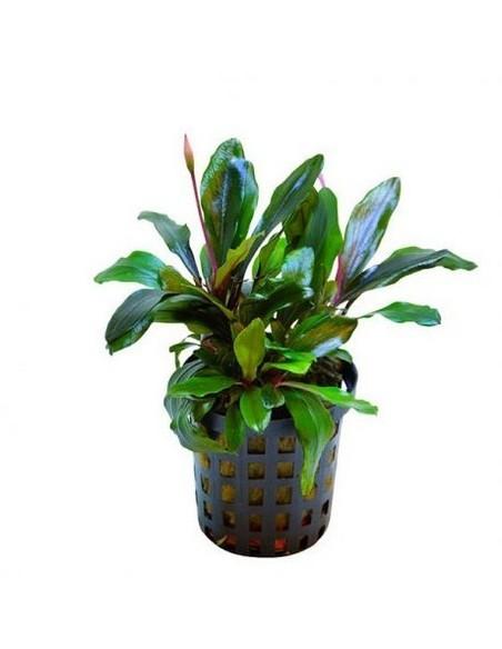 Bucephalandra Theia vert  - 1