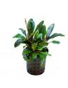 Bucephalandra Theia vert  - 1