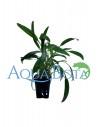 Cryptocoryne Lucens  - 1