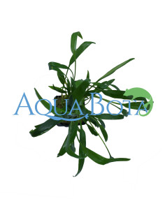 Cryptocoryne Lucens  - 2