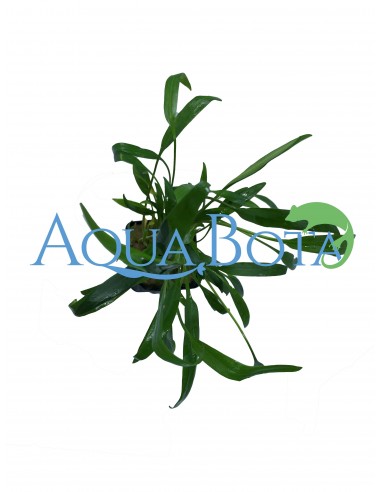 Cryptocoryne Lucens  - 2