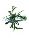 Cryptocoryne Lucens  - 2