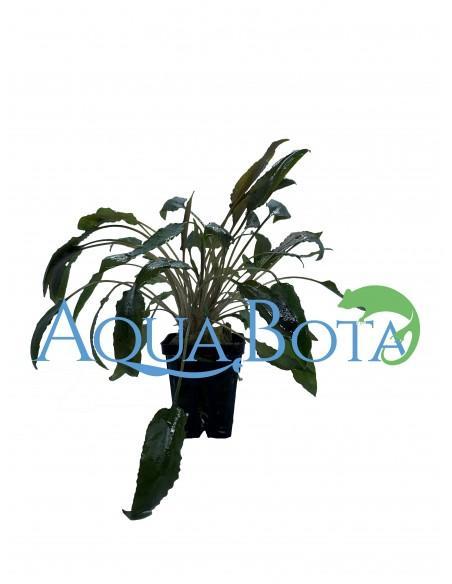 Cryptocoryne Lutea  - 1