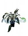 Cryptocoryne Lutea  - 1