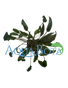 Cryptocoryne Lutea  - 2