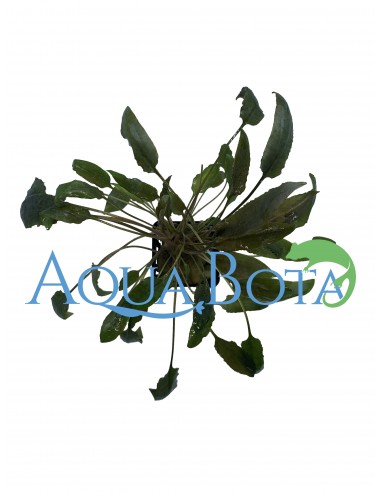 Cryptocoryne Lutea  - 2