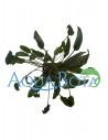 Cryptocoryne Lutea  - 2
