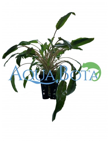 Cryptocoryne x willisii  - 2
