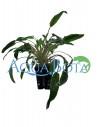 Cryptocoryne x willisii  - 2