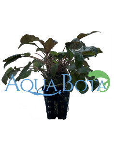 Cryptocoryne 'Tropica'  - 1
