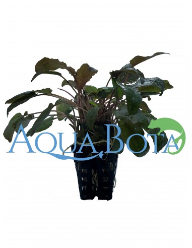Cryptocoryne 'Tropica'  - 1