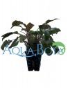 Cryptocoryne 'Tropica'  - 1
