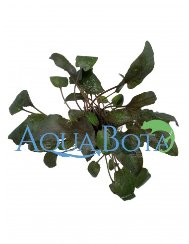 Cryptocoryne 'Tropica'  - 2