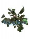 Cryptocoryne 'Tropica'  - 2