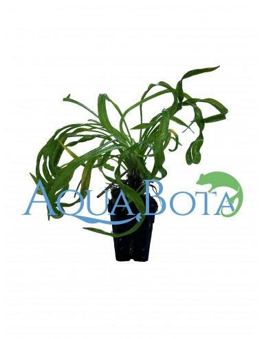 Helanthium bolivianum 'Vesuvius'  - 2