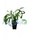Helanthium bolivianum 'Vesuvius'  - 2