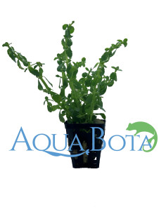 Bacopa crenata (monnieri)  - 1