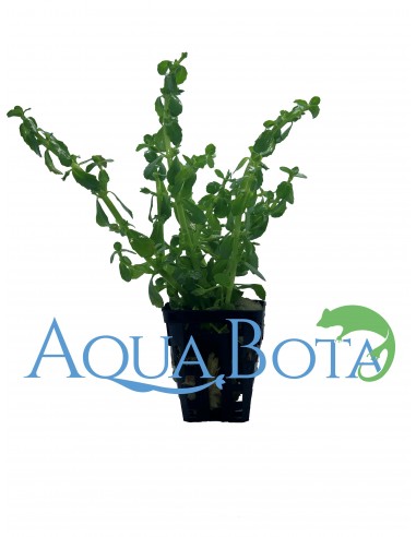 Bacopa crenata (monnieri)  - 1