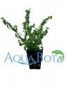 Bacopa crenata (monnieri)  - 1