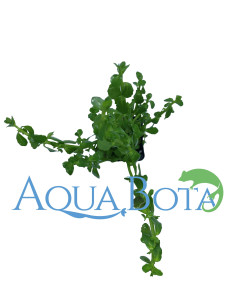 Bacopa crenata (monnieri)  - 2
