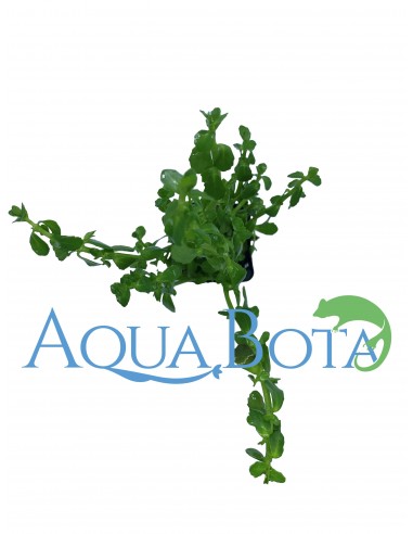 Bacopa crenata (monnieri)  - 2