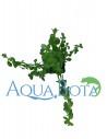 Bacopa crenata (monnieri)  - 2
