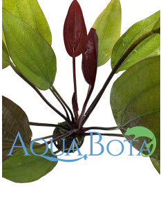 Echinodorus 'Aflame'  - 1
