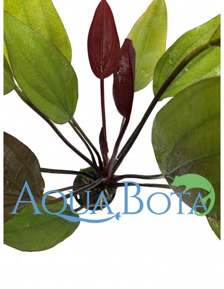 Echinodorus 'Aflame'  - 1