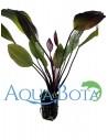 Echinodorus 'Aflame'  - 2