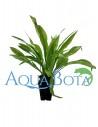 Echinodorus amazonicus  - 1