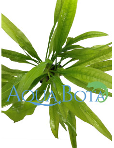 Echinodorus amazonicus  - 2