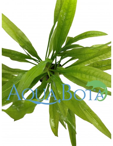 Echinodorus amazonicus  - 2