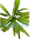 Echinodorus amazonicus  - 2