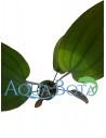 Echinodorus compacta  - 2