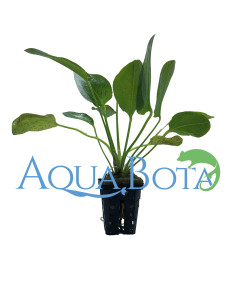Echinodorus 'Ozelot Green'  - 1