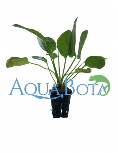 Echinodorus 'Ozelot Green'  - 1