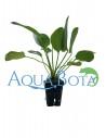 Echinodorus 'Ozelot Green'  - 1