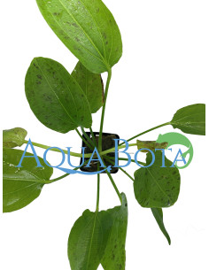 Echinodorus 'Ozelot Green'  - 2