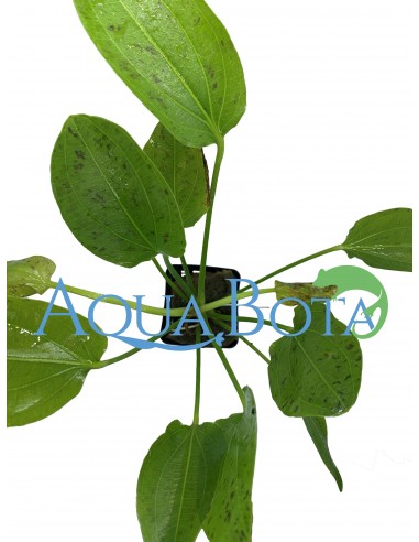 Echinodorus 'Ozelot Green'  - 2