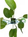 Echinodorus 'Ozelot Green'  - 2