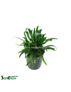 Cryptocoryne parva  - 1