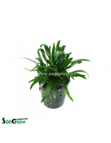 Cryptocoryne parva  - 1