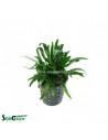 Cryptocoryne parva  - 1